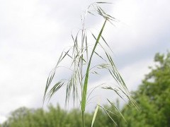 Bromus Tectorum Bitkisinin Tekstilde Doğal Boyarmadde Kaynağı Olarak Kullanımı