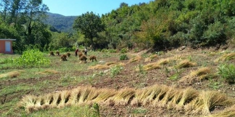 Sinop'ta Keten Üretimi İle İlgili Gelişmeler