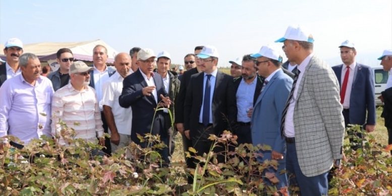 Pamuk İçin Tarla Günü Yaptılar