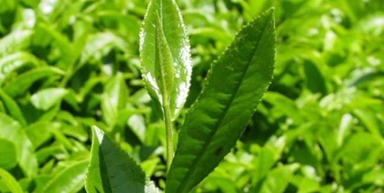 Ahşap ve Tekstil Ürünleri "Çay Boyasıyla" Renklenecek